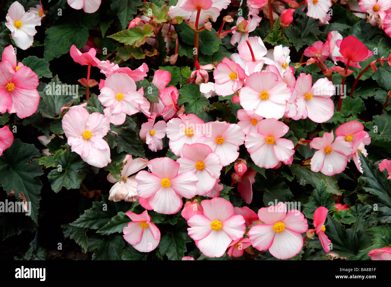 A mass of pink Begonia flowers at Butchart Gardens Stock Photo