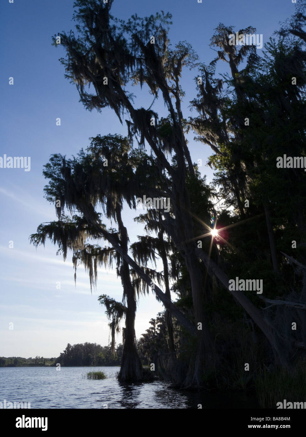 Bald Cypress trees draped with Spanish Moss along shore Lake Louisa State Park Clermont Florida Stock Photo