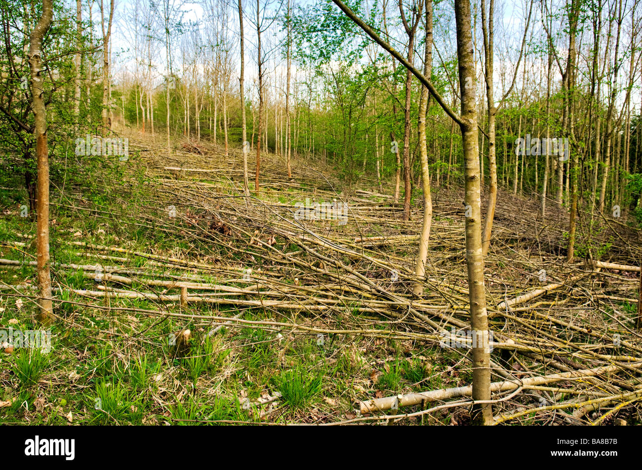 Young trees cut down under tree management in Overscourt wood area near Siston in Bristol on a bright sunlit day Stock Photo