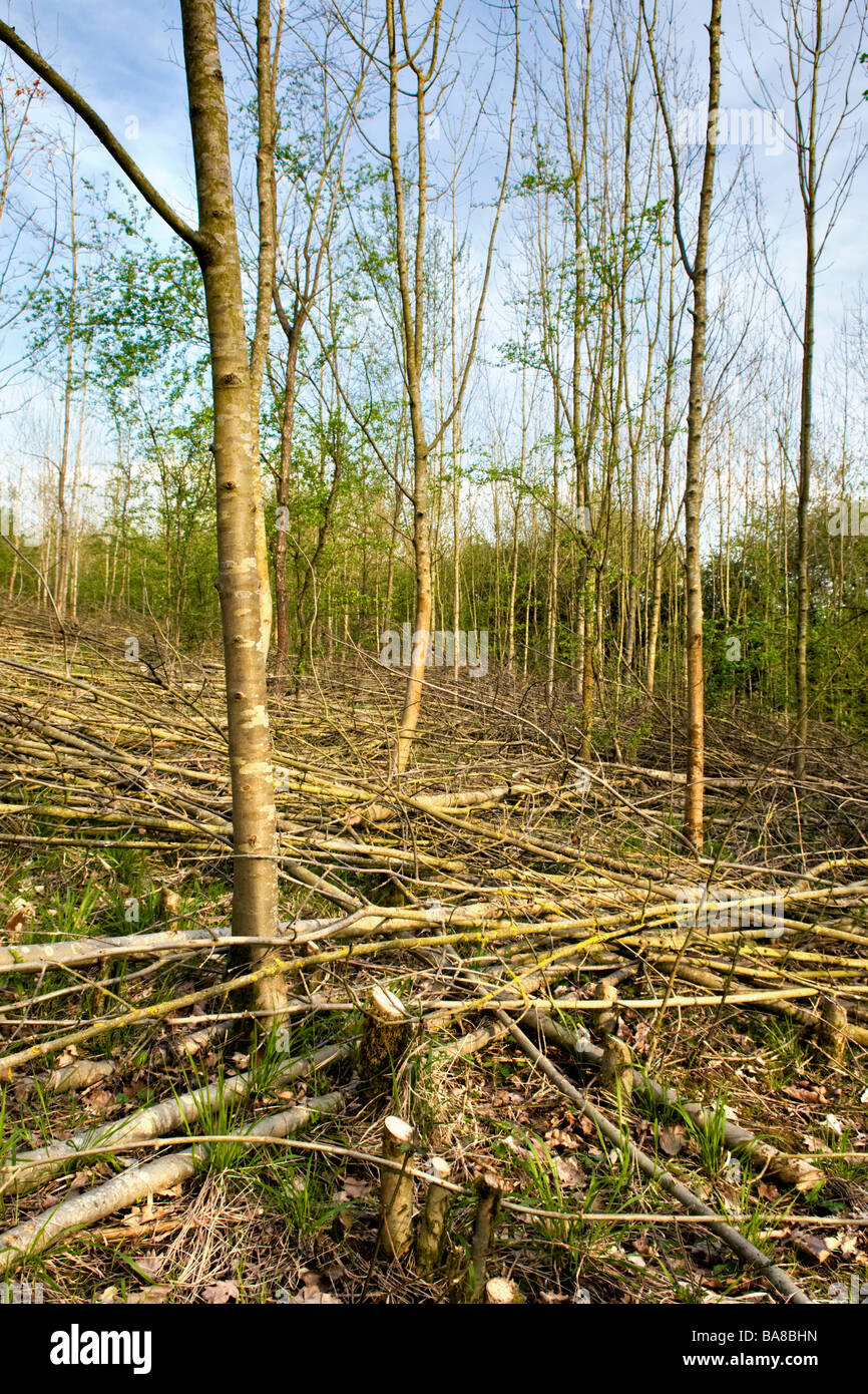 trees cut down per day