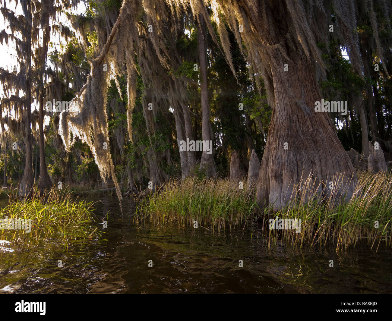 Bald Cypress trees draped with Spanish Moss along shore Lake Louisa