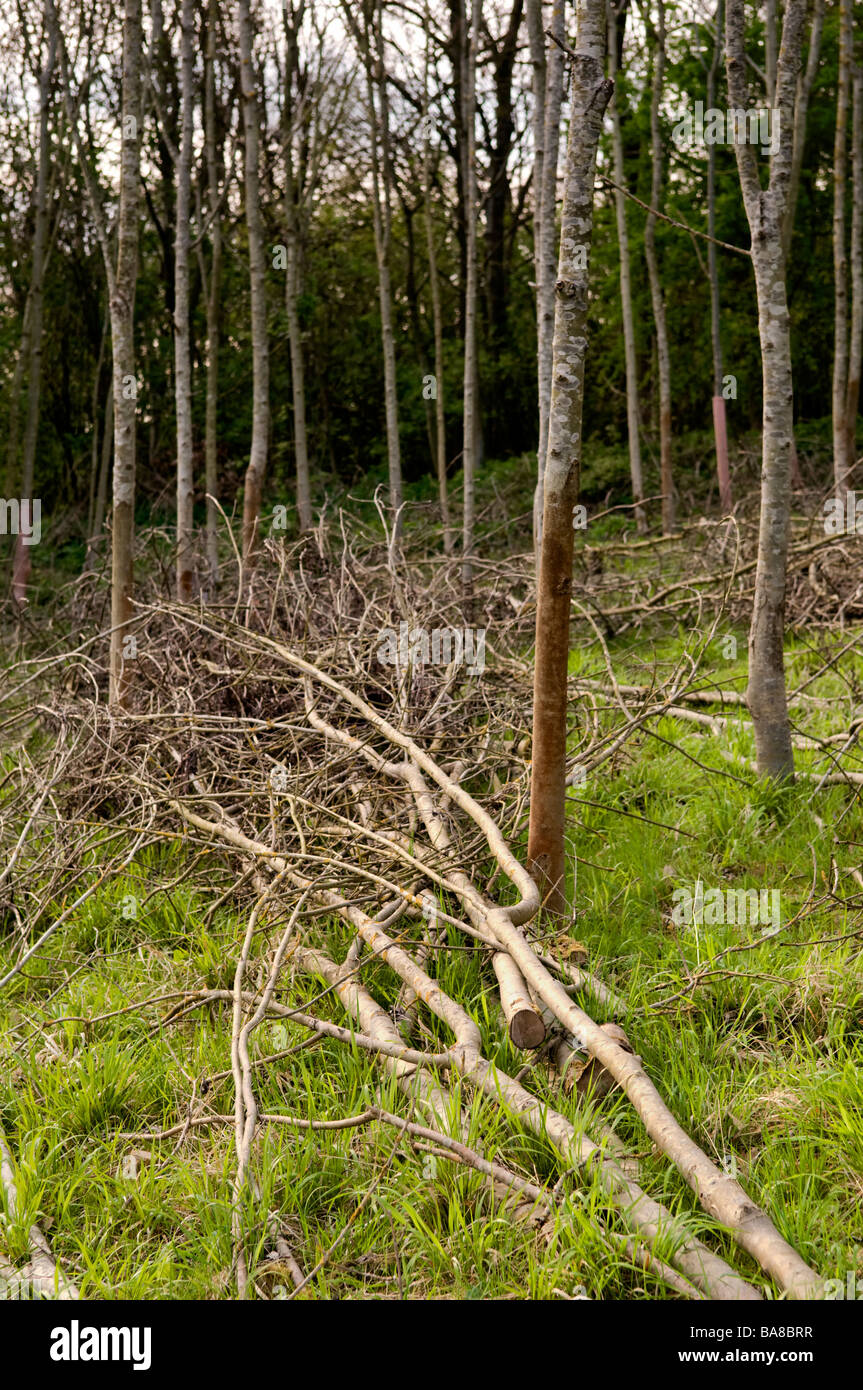 Coppicing hi-res stock photography and images - Alamy