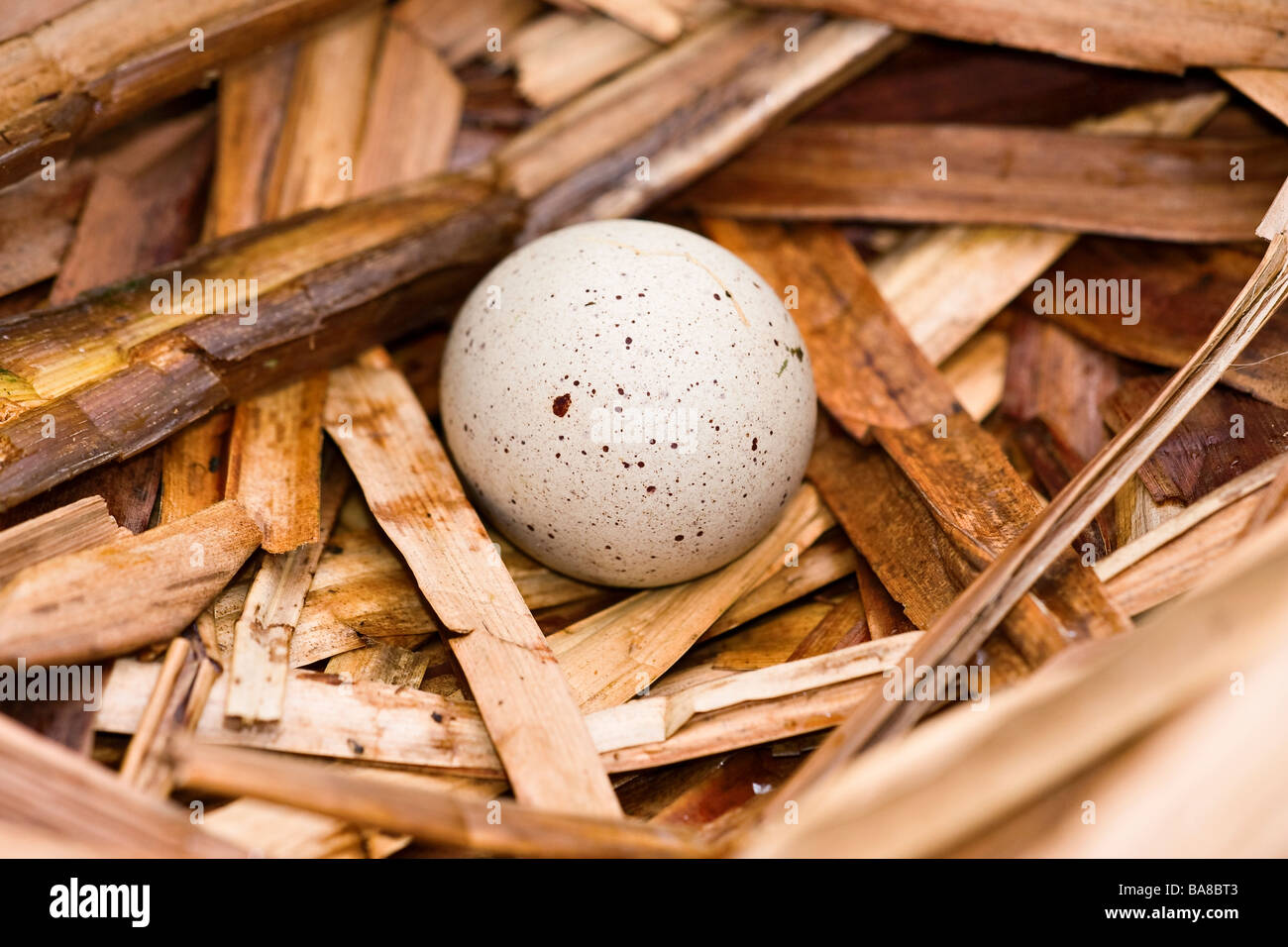 A single Coot's (Fulica atra) egg in nest in Spring in Sussex, England, UK Stock Photo
