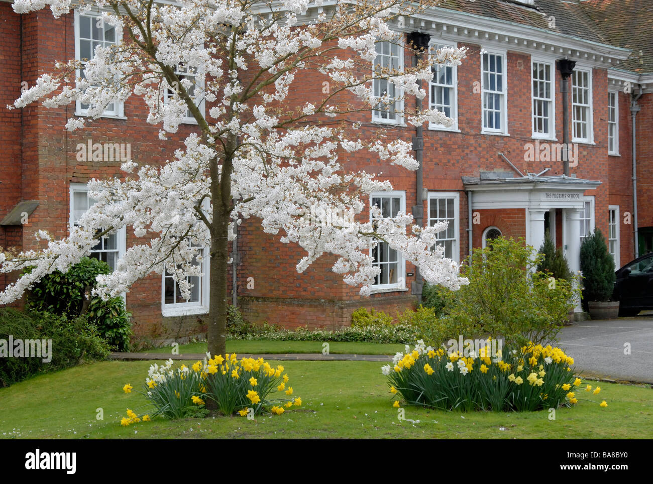 The Pilgrims' School with cherry tree in blossom and daffodils, The Close, Winchester, Hampshire, England Stock Photo