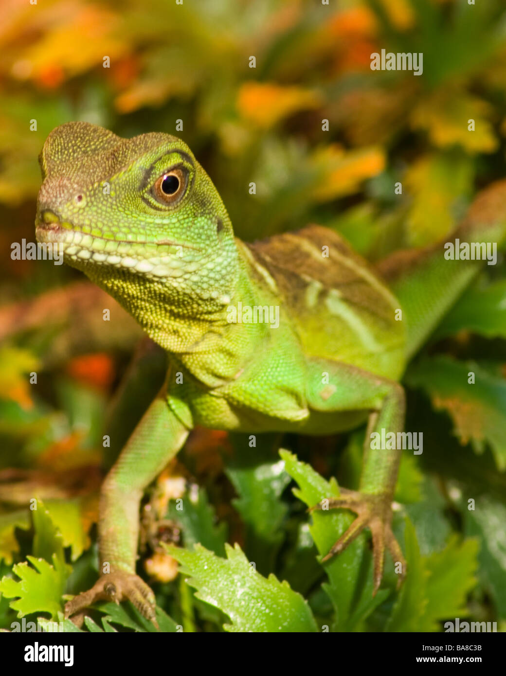 Chinese water dragon hires stock photography and images Alamy
