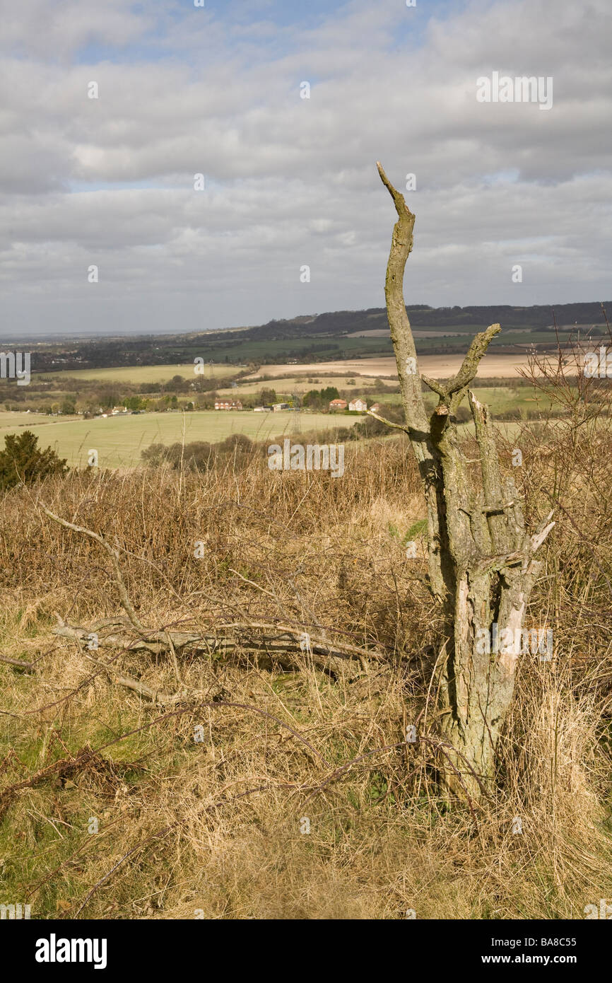 dead wooden stump of a tree on Lodge Hill overlooking the Buckinghamshire countryside towards Whiteleaf and the Vale of Aylesbur Stock Photo