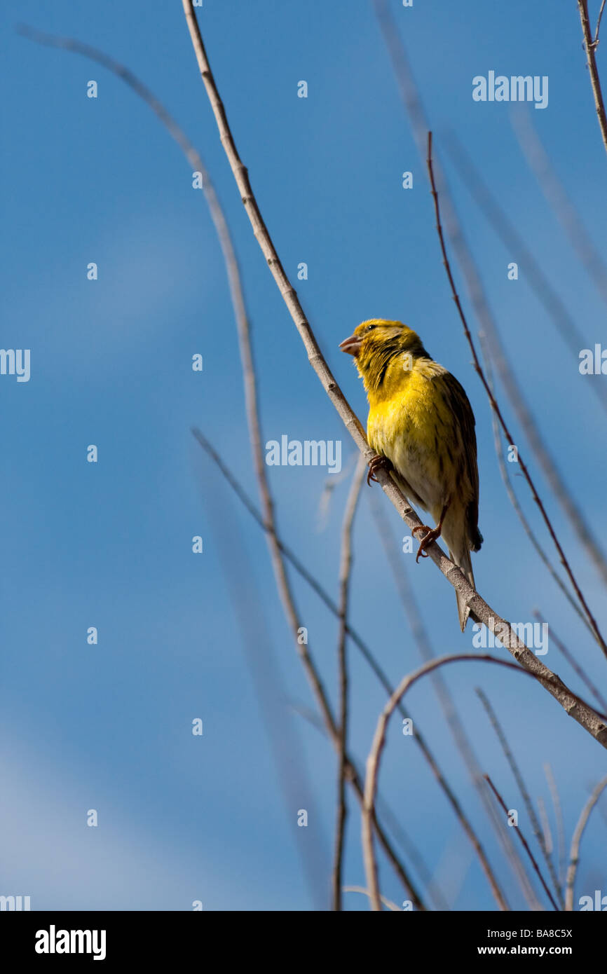 Canary (serinus canaria) perched on a branch in Madeira enjoying the spring sunshine Stock Photo
