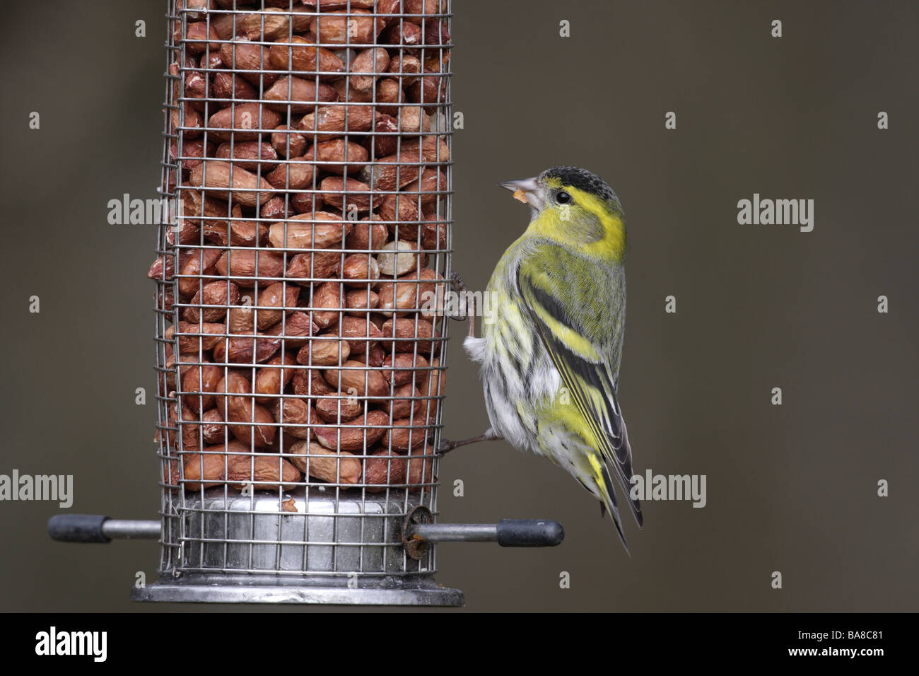 Siskin Carduelis spinus male on feeder Scotland spring Stock Photo