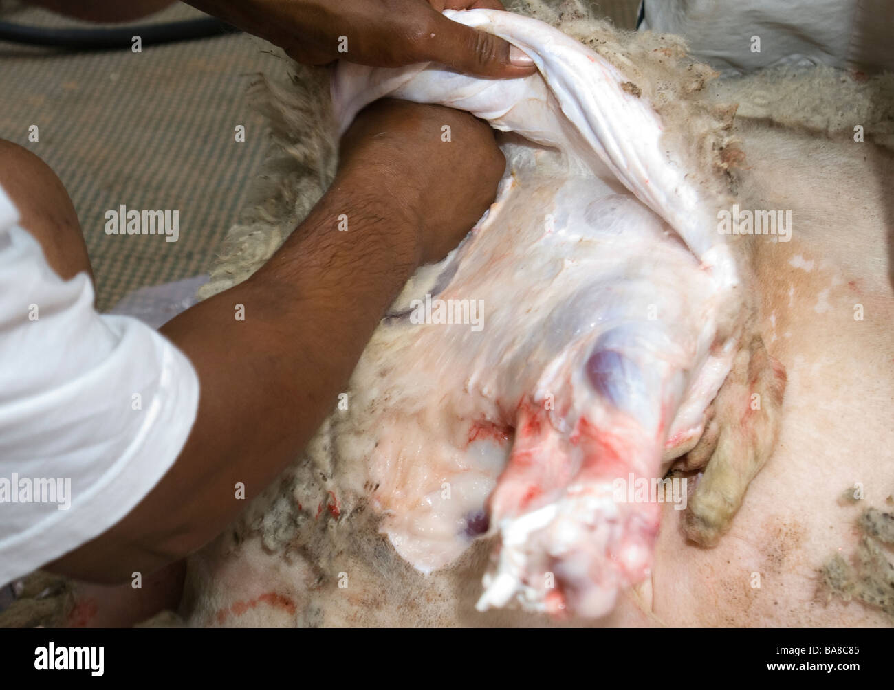 Kosher Slaughter of a Male Sheep 21 Stock Photo