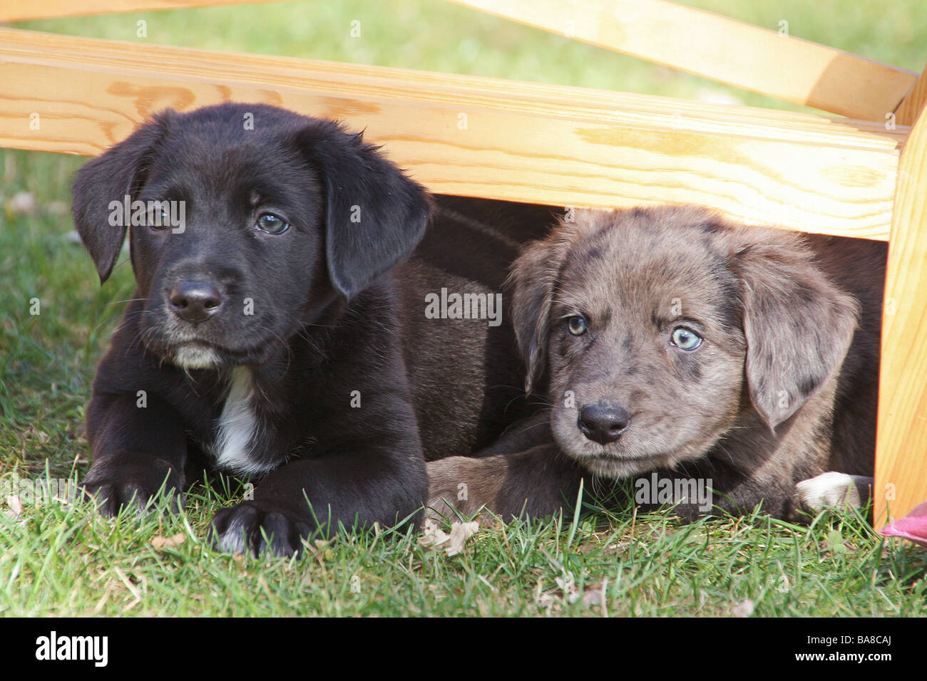 Half australian hotsell shepherd half lab