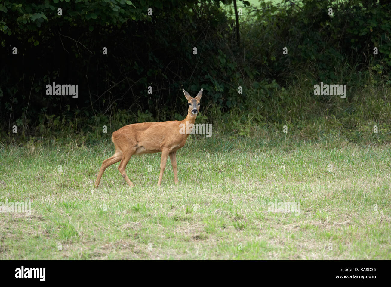 Female Roe deer Capreolus capreolus standing in field. UK Summer Stock ...