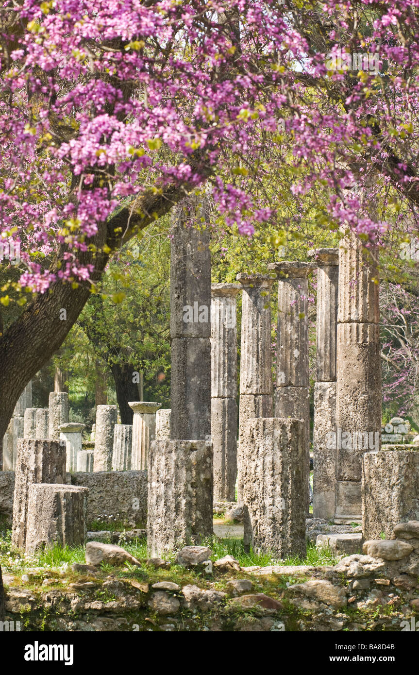 Springtime with the judas trees in bloom looking towards the palaestra at ancient Olympia Peloponnese Greece Stock Photo