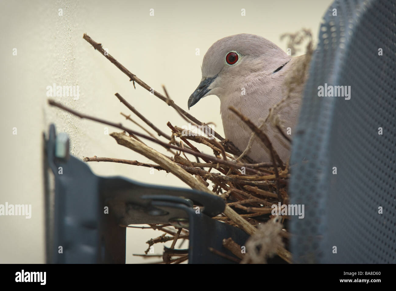 Collared Dove (Streptopelia decaocto) on nest behind TV satellite dish, Cambridgeshire, England Stock Photo