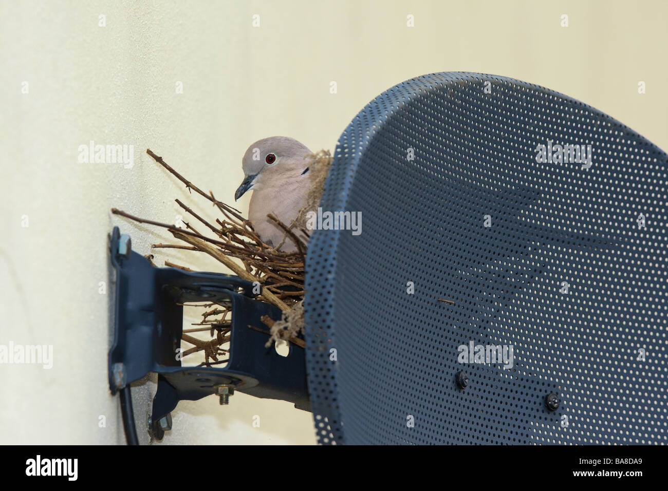 Collared Dove (Streptopelia decaocto) on nest behind TV satellite dish, Cambridgeshire, England Stock Photo