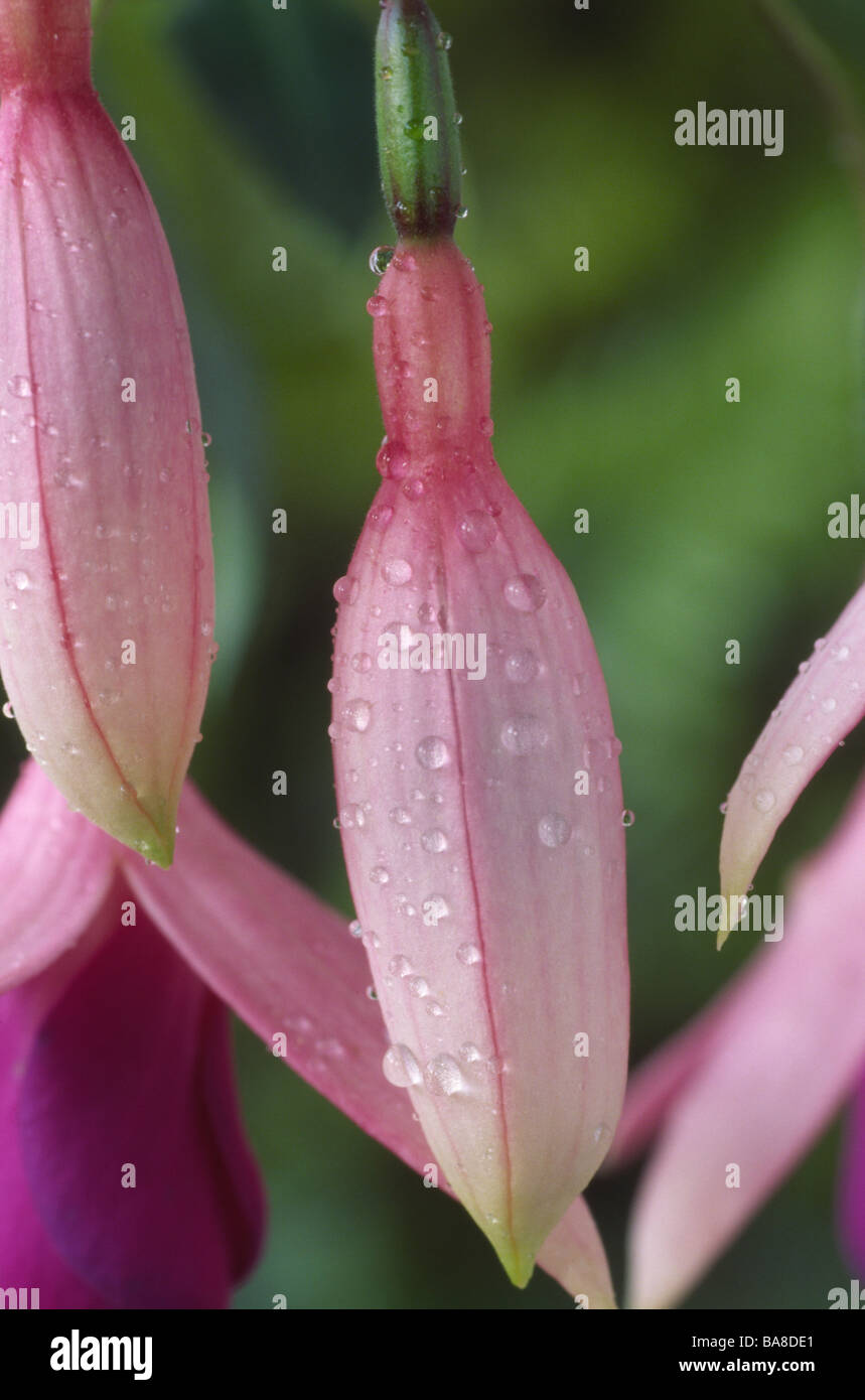 Fuchsia 'The Tarns' Flower bud Stock Photo