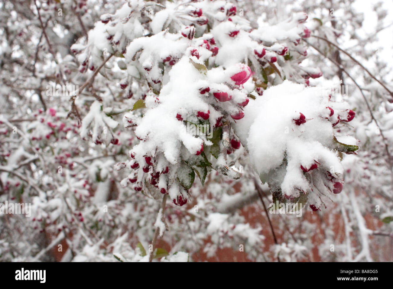 A closeup photo of Crabapple blossoms covered in snow Stock Photo