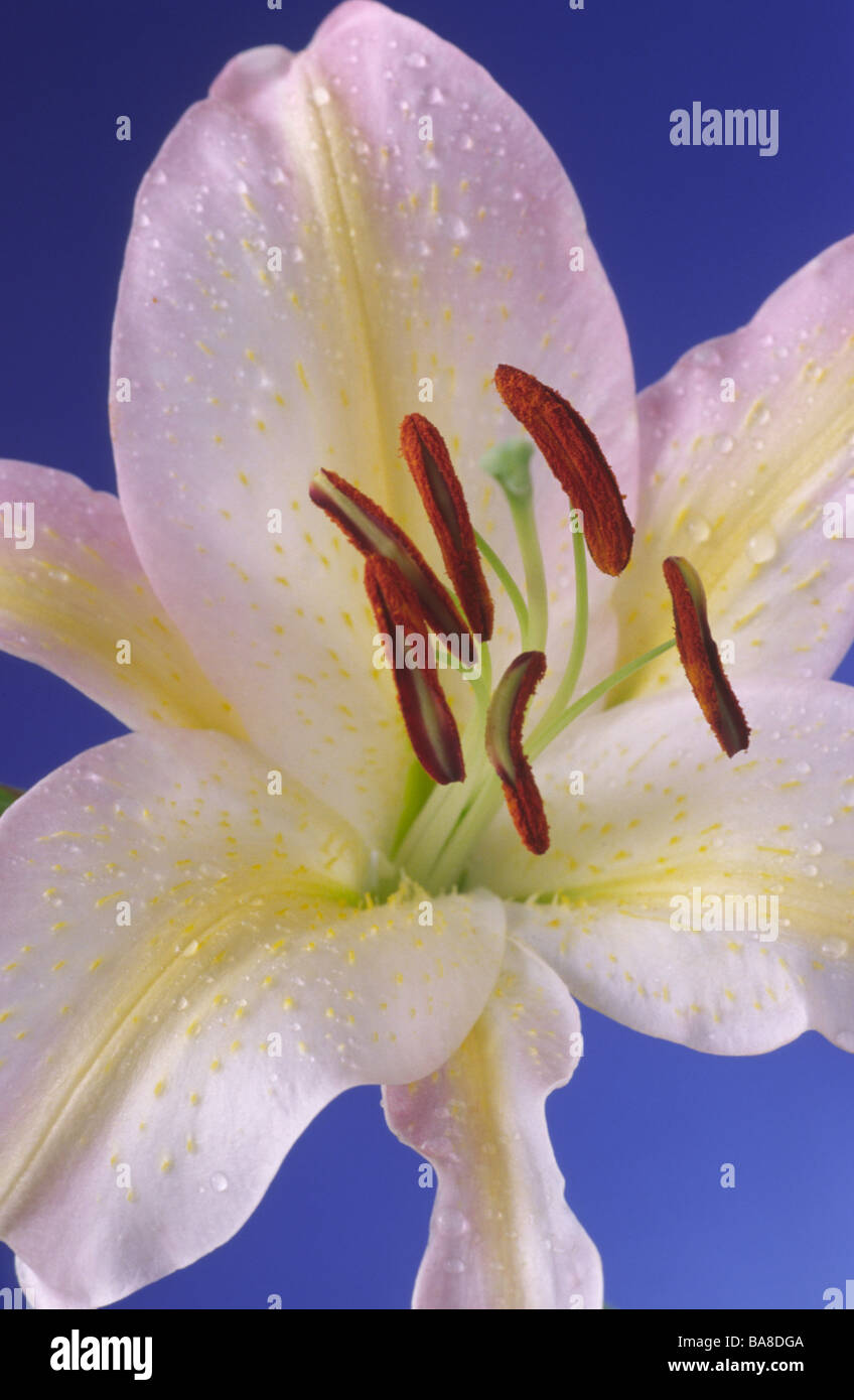 Lilium 'Tom Pouce' (Oriental lily) Division VIIa/b. Stock Photo