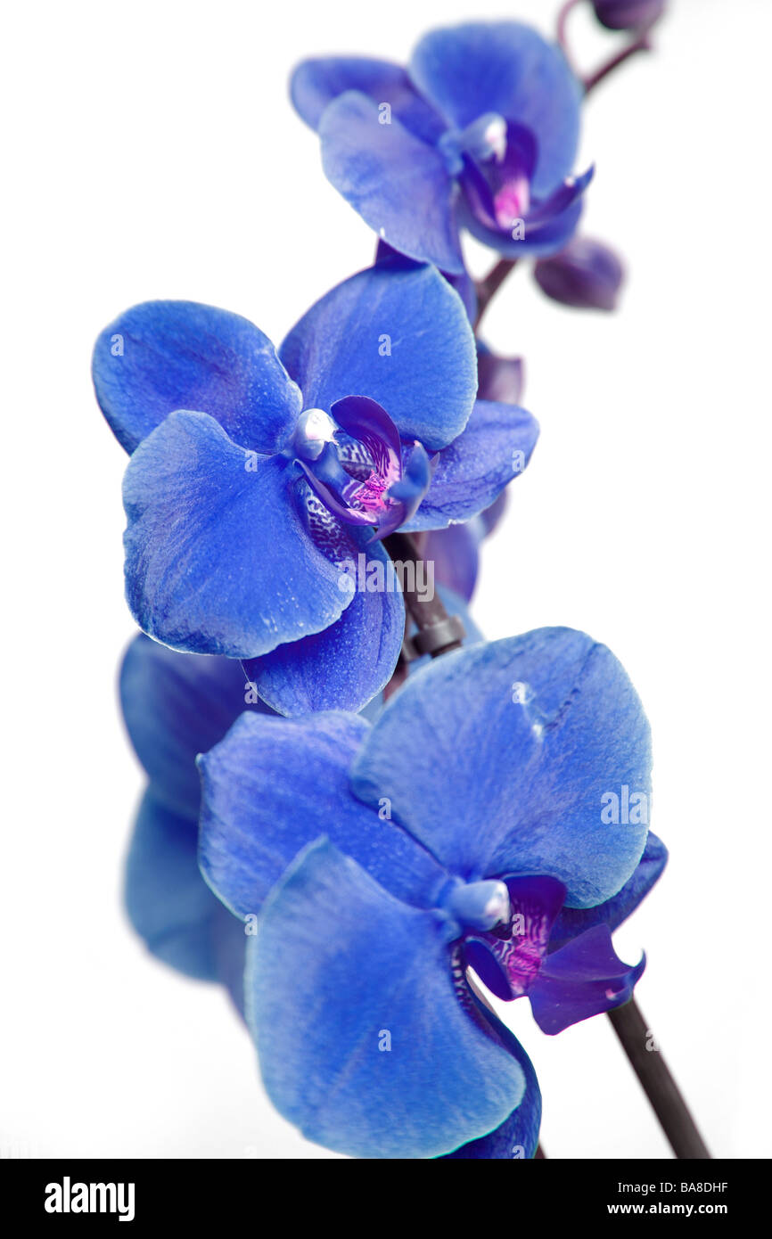 Blue orchid hires stock photography and images Alamy
