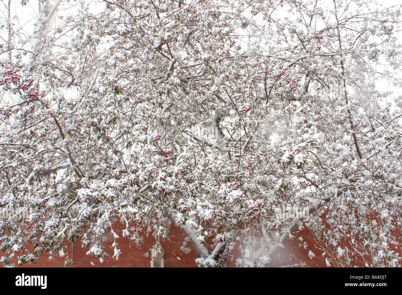 A blossoming Crabapple tree cover in snow Stock Photo