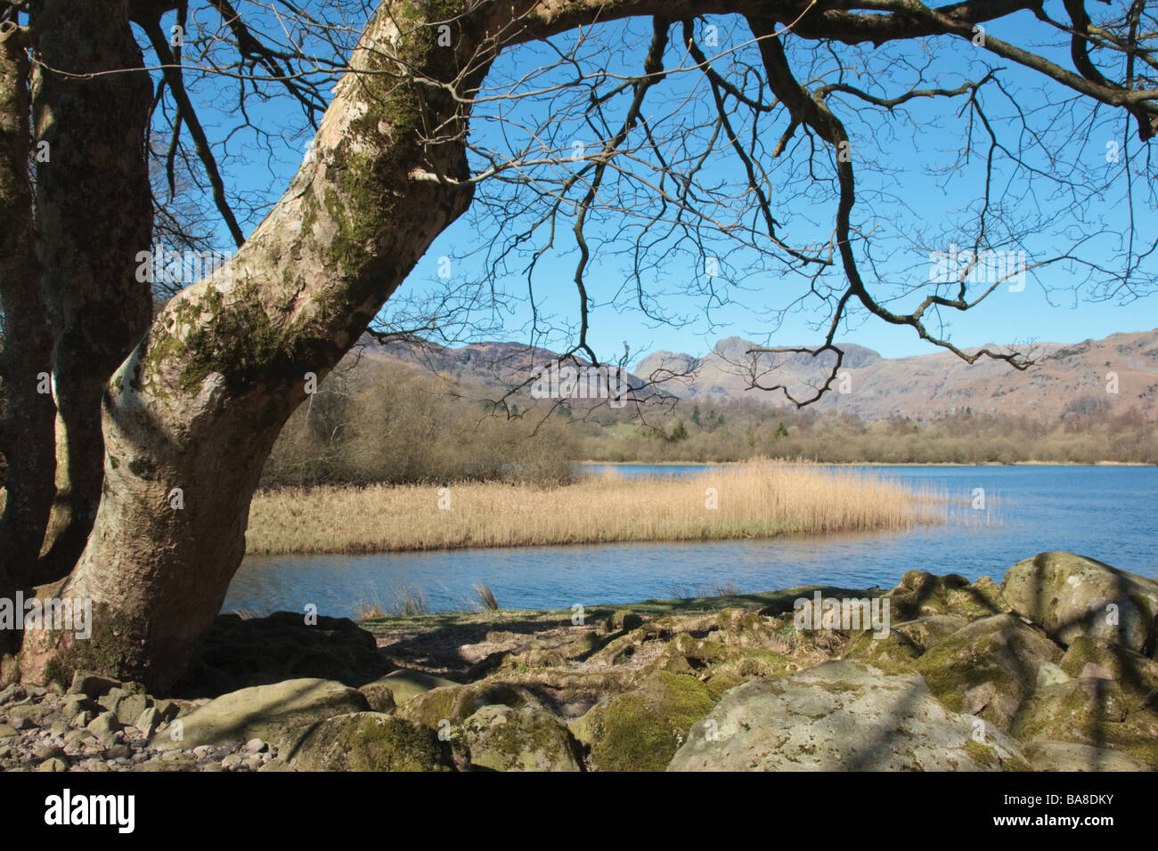 View across Elter Water towards the Langdale Pikes, Great Langdale, Cumbria, UK.  Taken in April Stock Photo