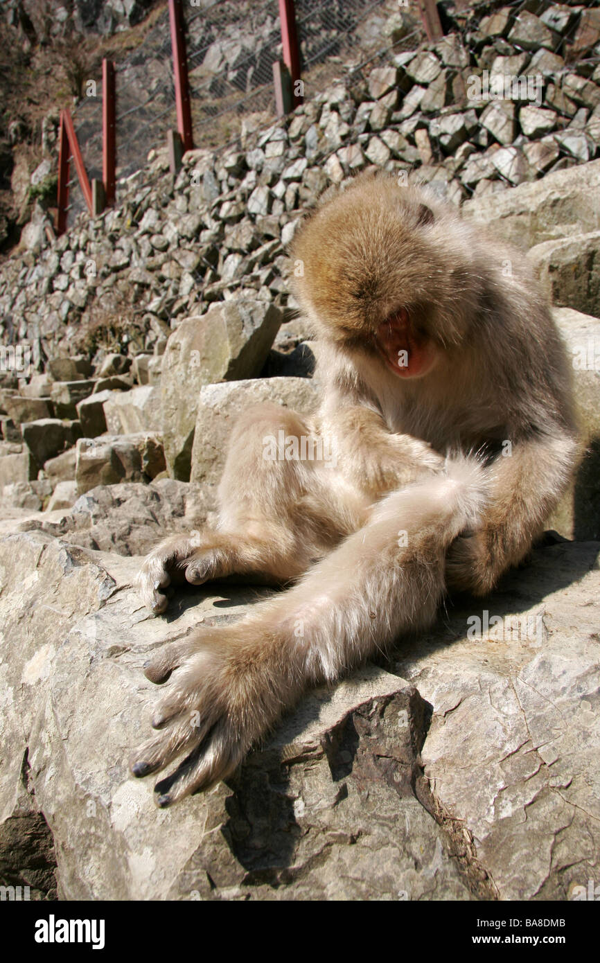 Snow monkey in Japan grooming itself Stock Photo