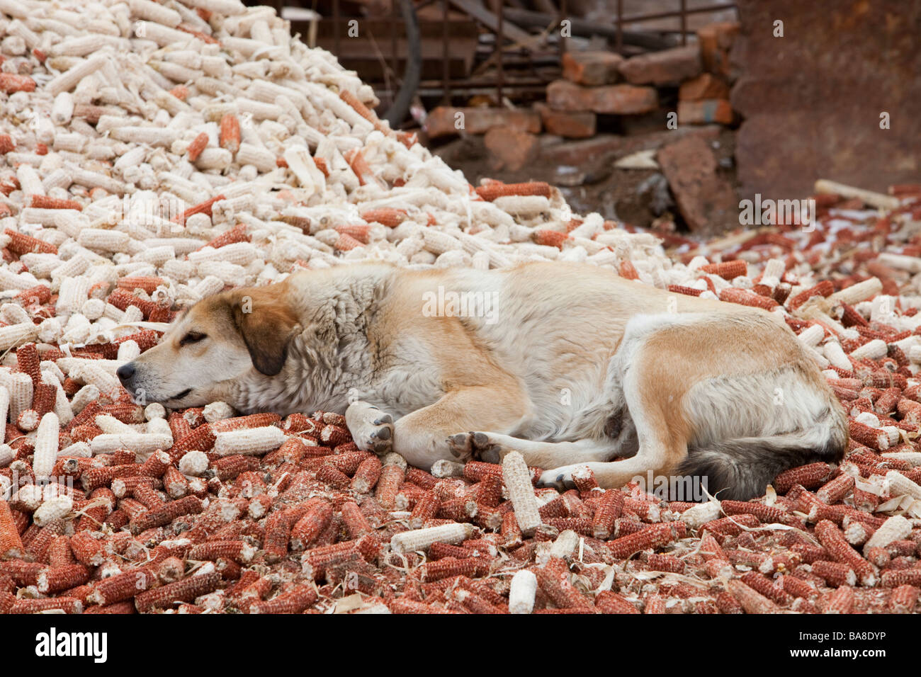 Dried out corn husk hires stock photography and images Alamy