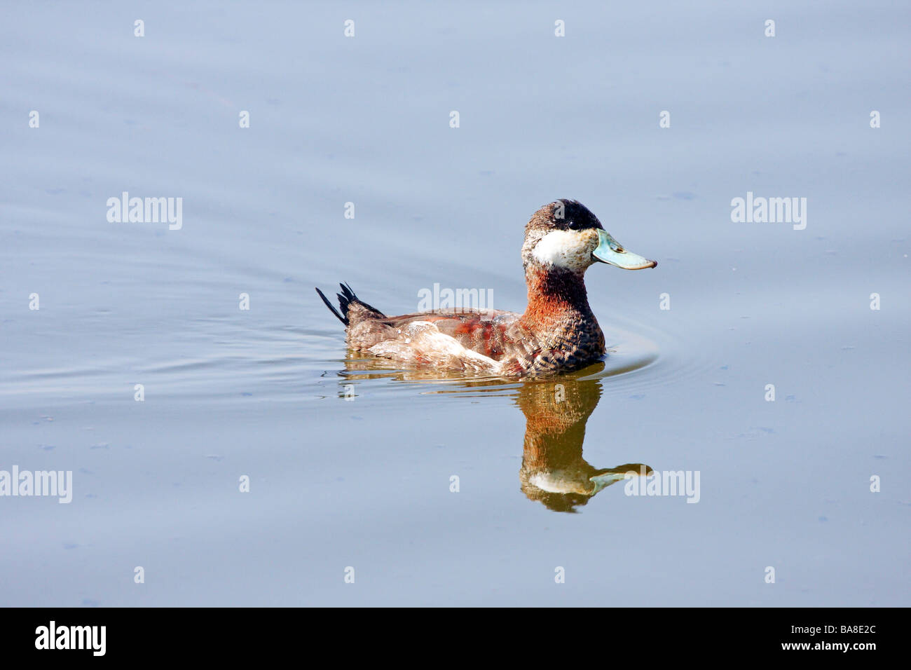 Ruddy Duck swimming with reflection Stock Photo