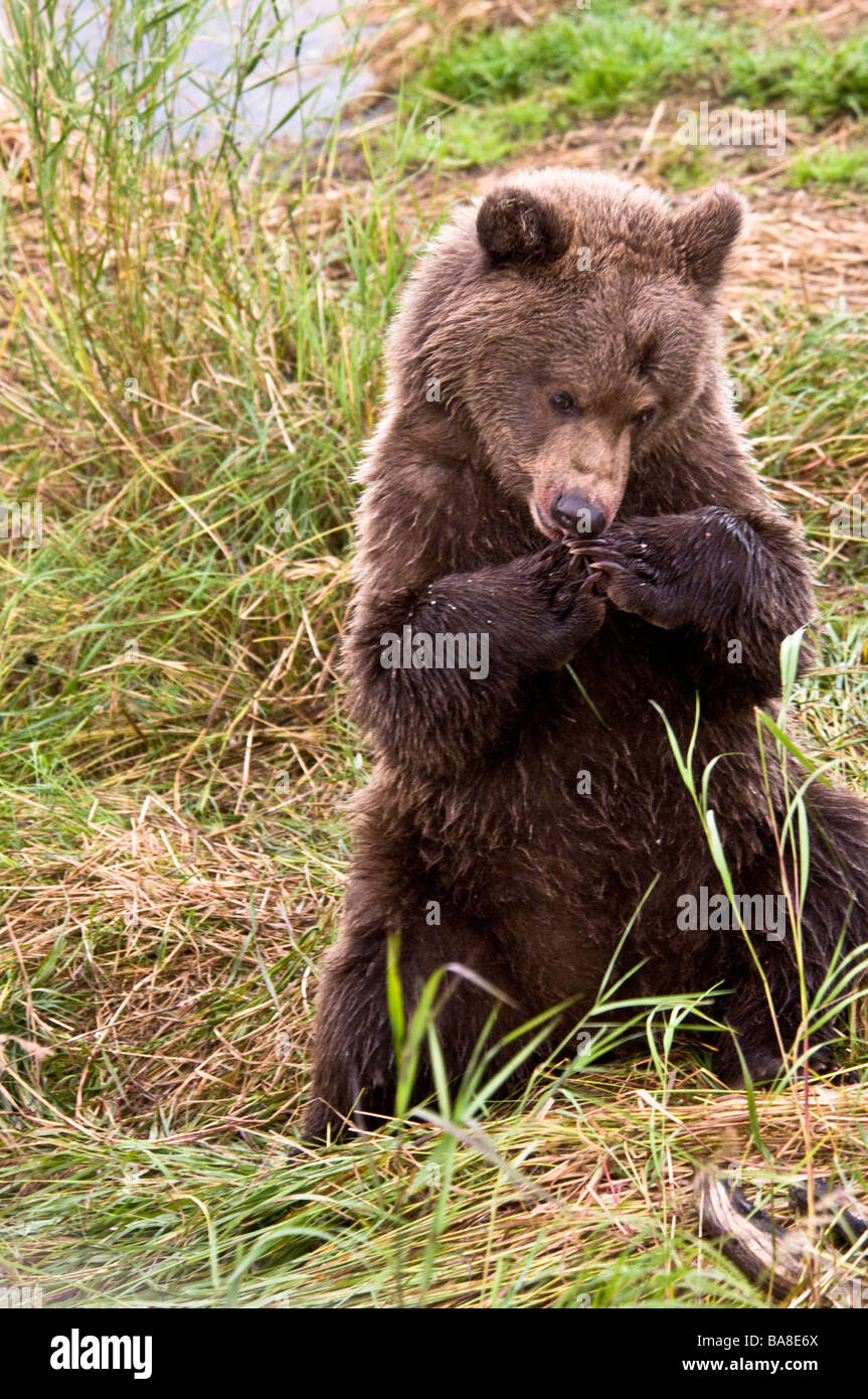 Grizzly Bear cub sitting up with paws together as if in prayer, Ursus arctos horriblis, Brooks River, Katmai, Alaska, USA Stock Photo