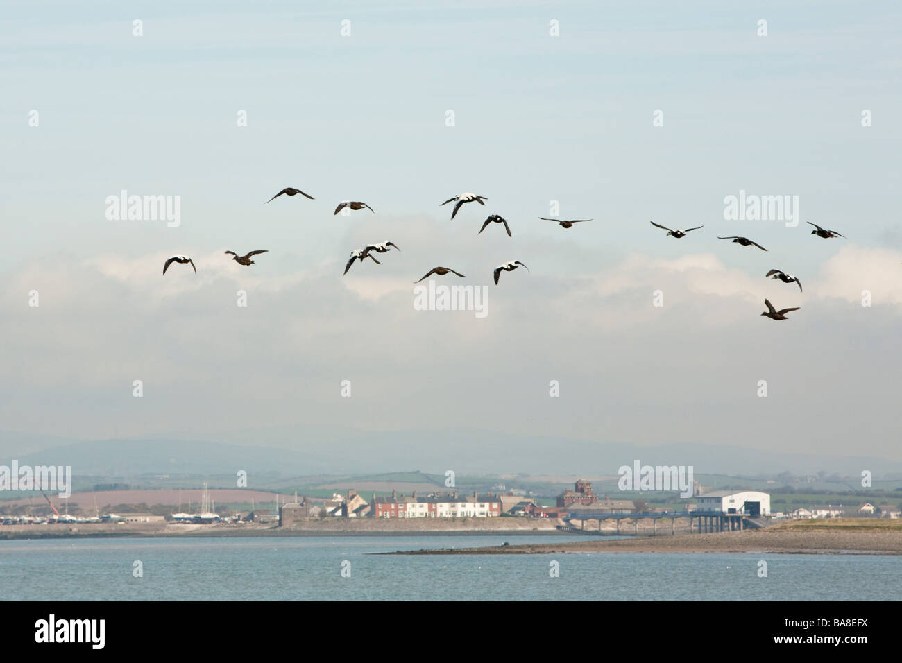 Flock of Eider Ducks in flight Walney Island Barrow in Furness Cumbria Uk Stock Photo