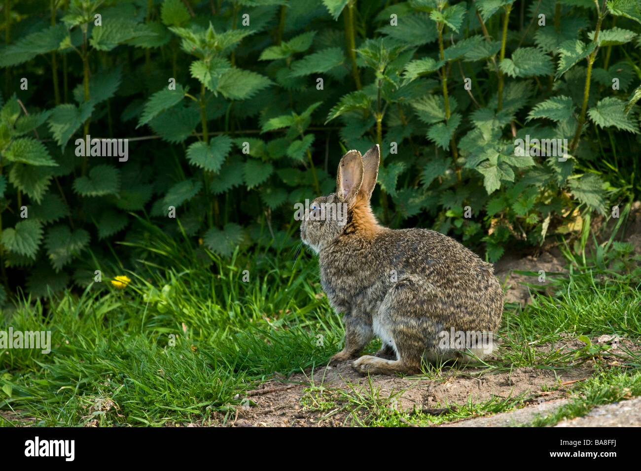 Www Rabbits Out rabbit out in daytime Stock Photo - Alamy