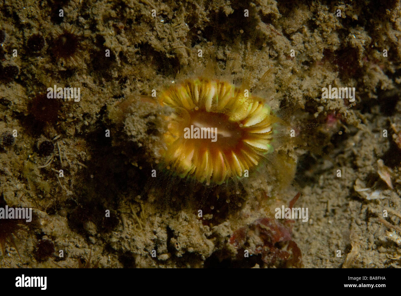 Caryophyllia smithii Devonshire cup coral Pembrokeshire, Wales, UK, Europe Stock Photo