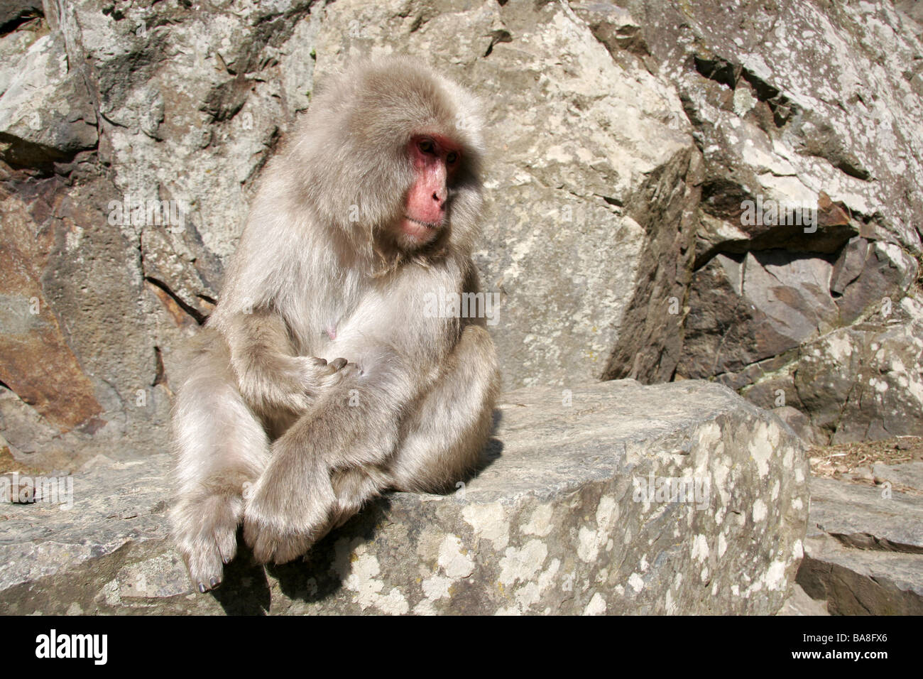 Snow monkey Japan Stock Photo Alamy