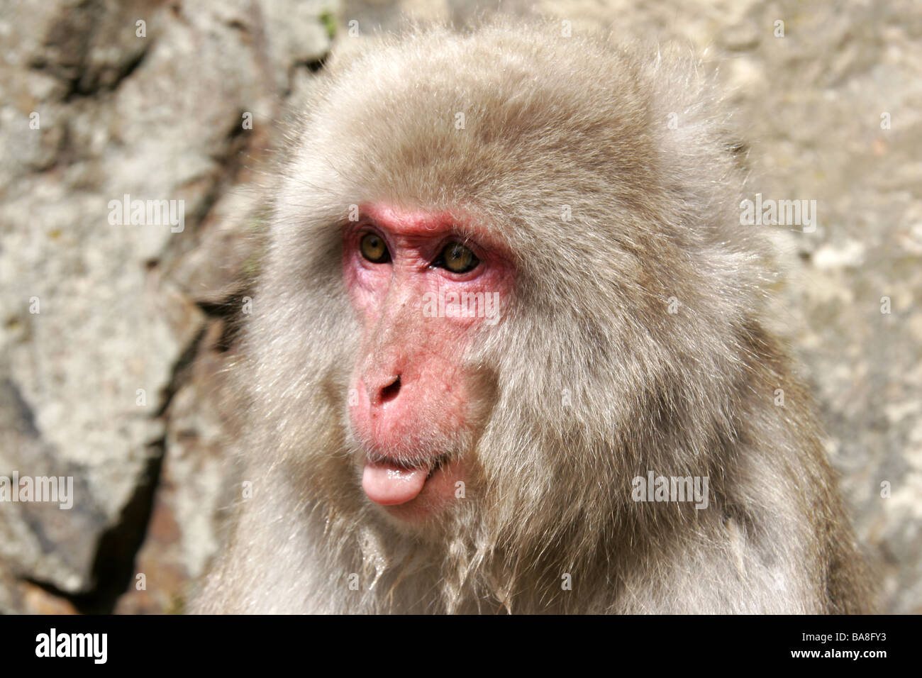 Monkey Sticking Tongue Out High Resolution Stock Photography and Images