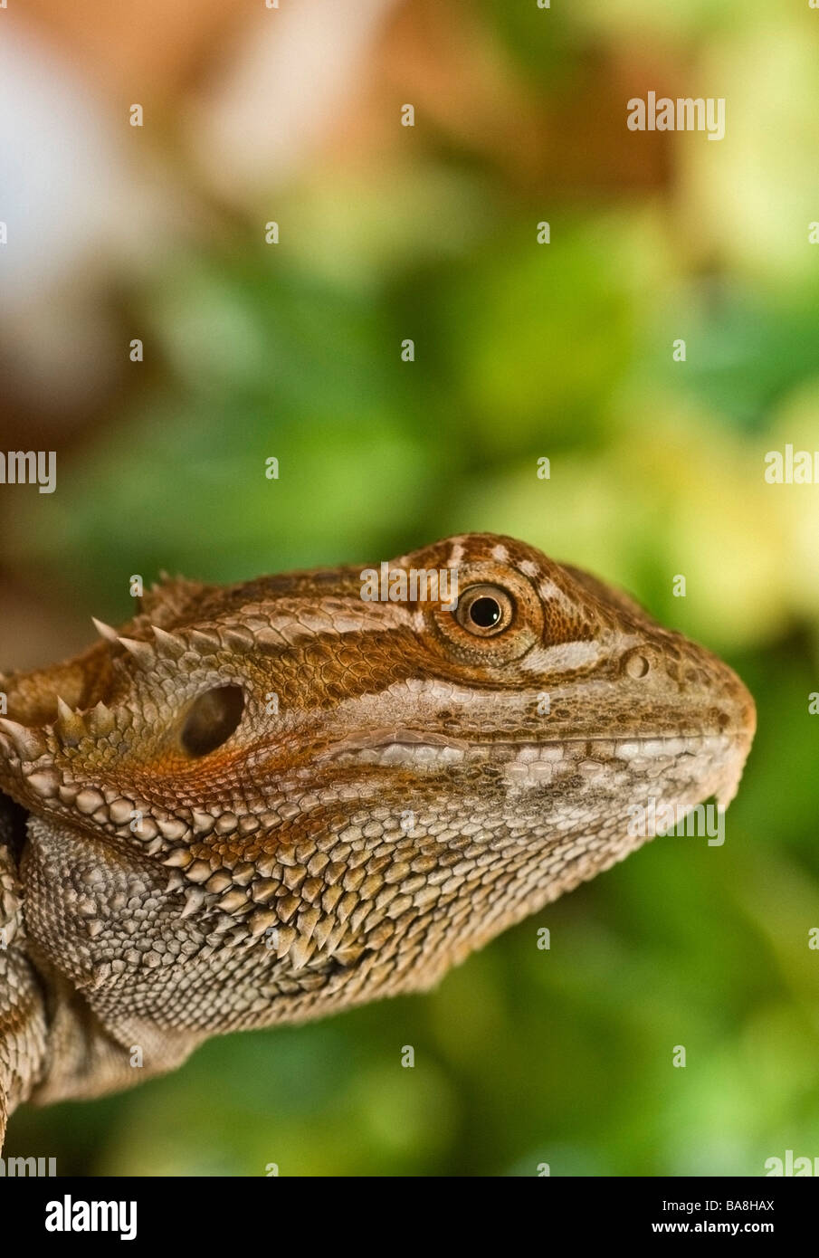 bearded-dragon-lizard-stock-photo-alamy