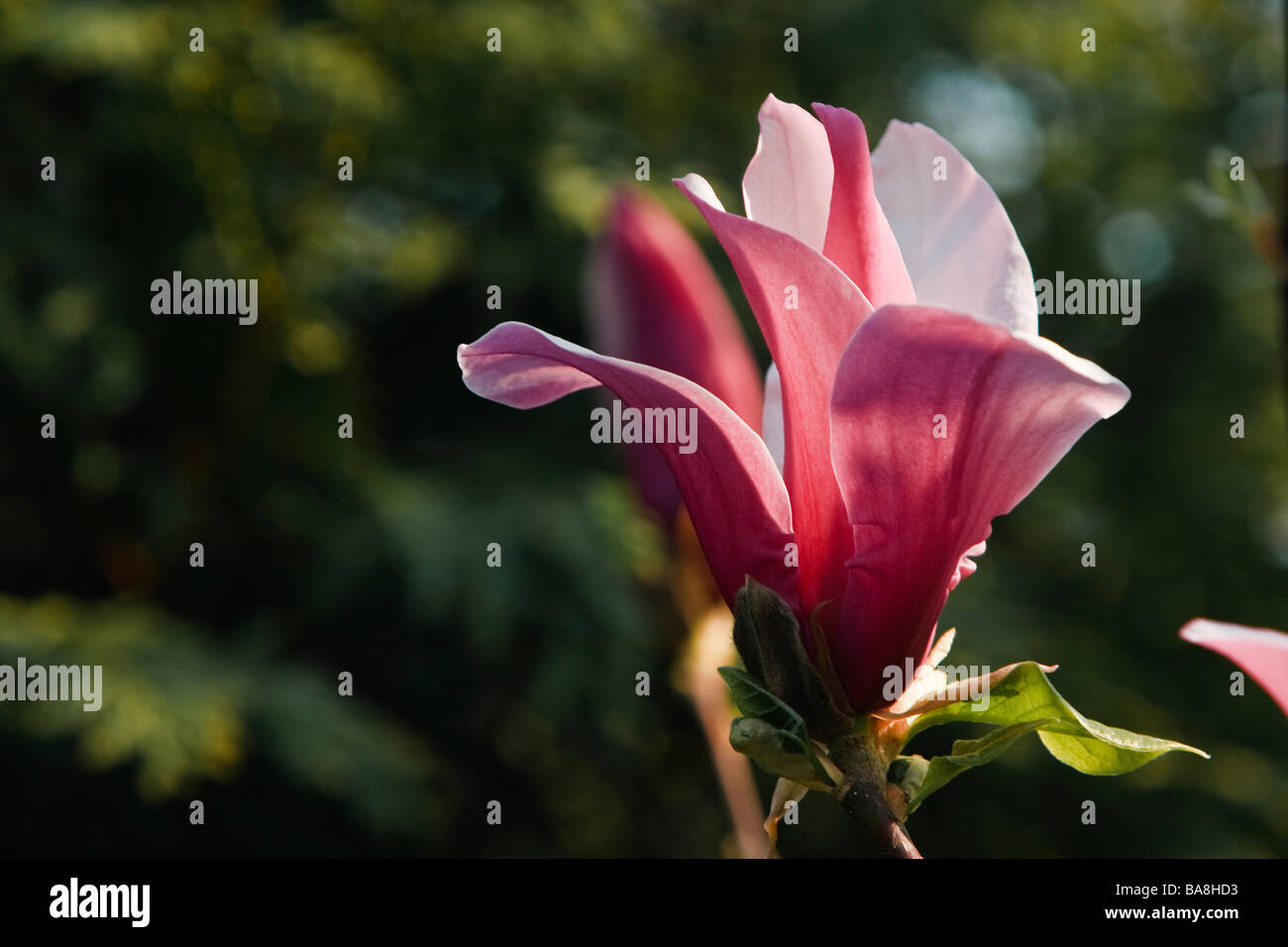 Magnolia liliiflora Stock Photo