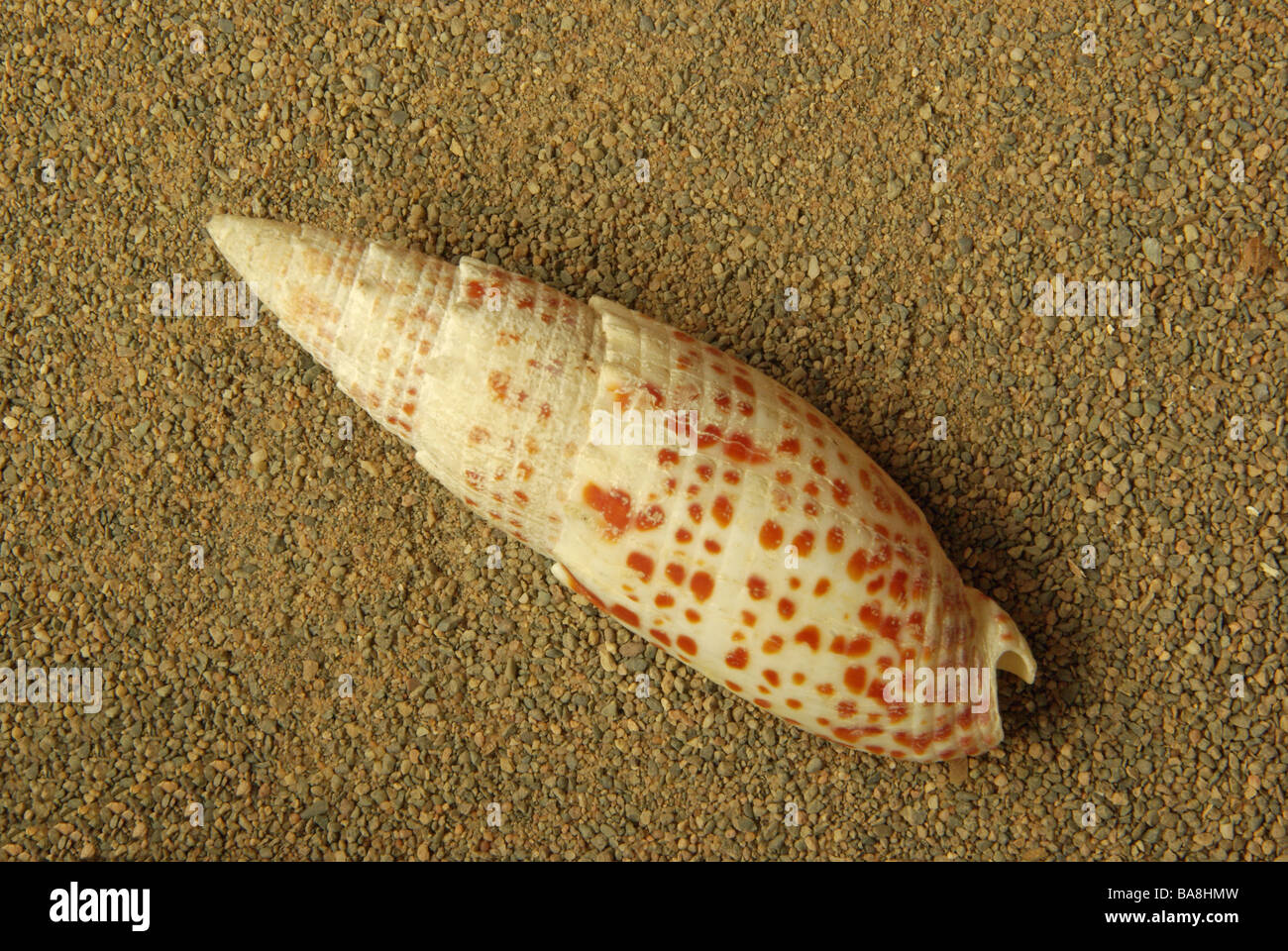 A mitre shell - Mitra papalis Stock Photo