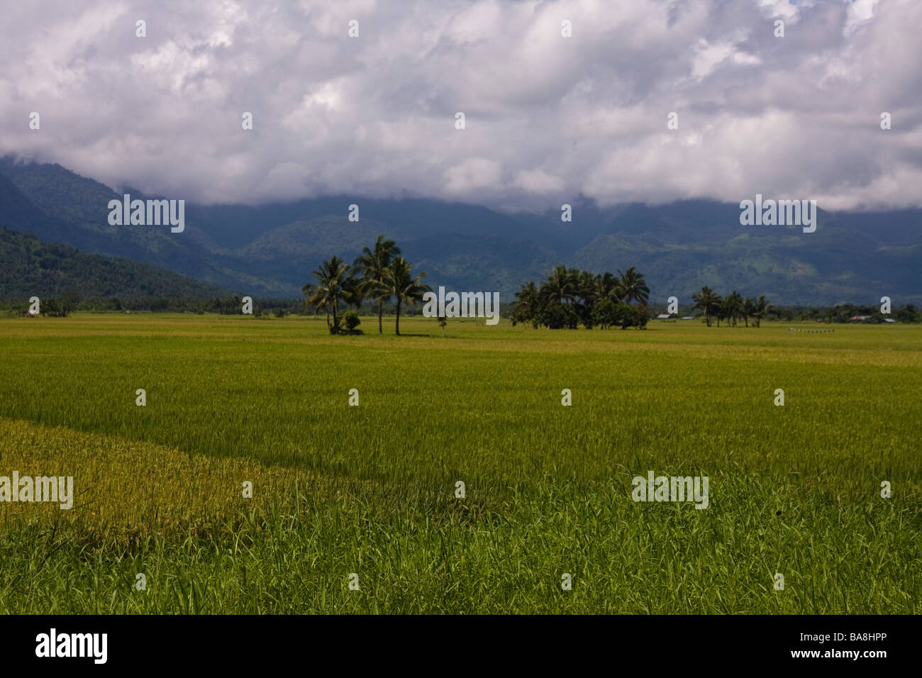 Rice field hires stock photography and images Alamy