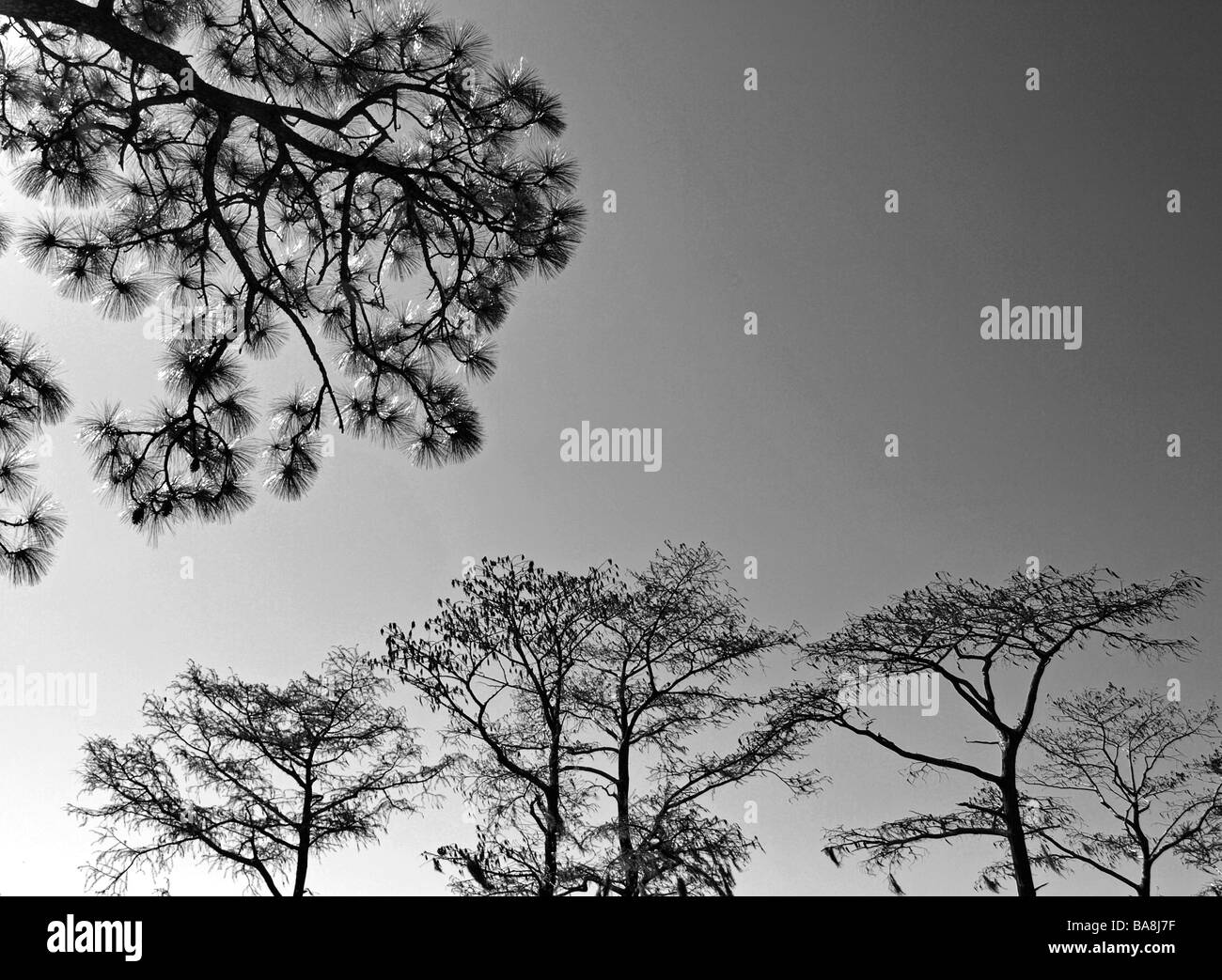 Black and white pine trees hi-res stock photography and images - Alamy