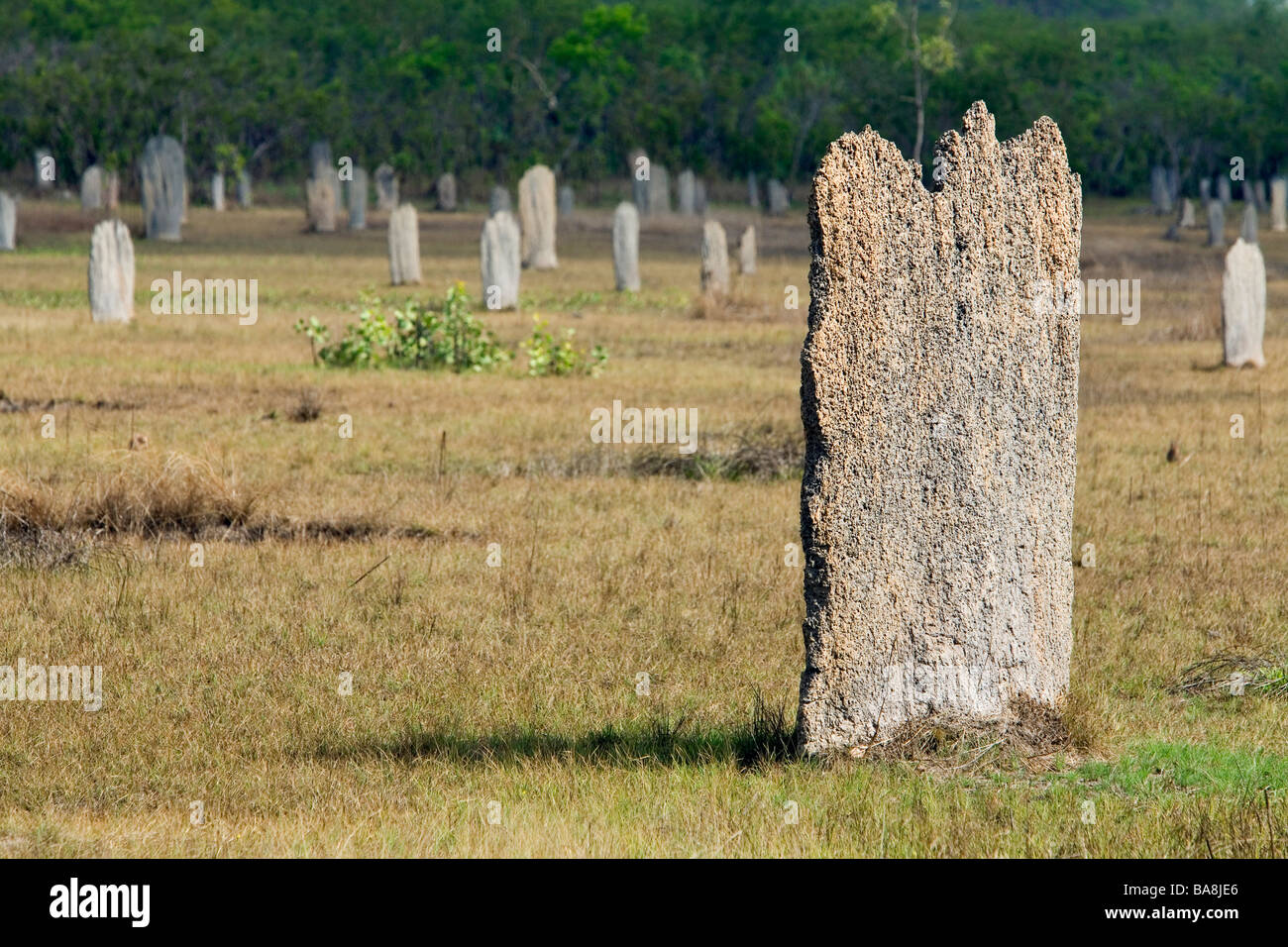 Magnetic Termite mounds.  LItchfield National Park, Northern Territory, AUSTRALIA Stock Photo