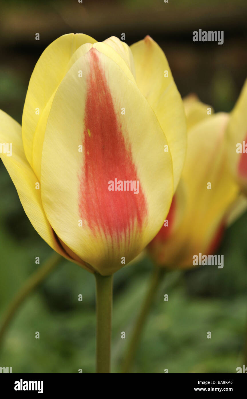 Single late tulip Blushing Lady Stock Photo Alamy