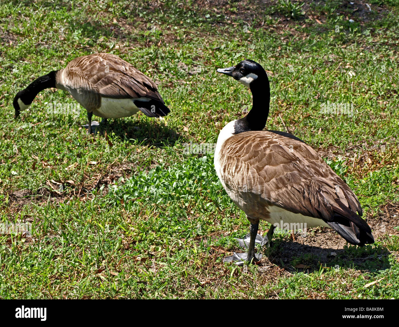 canadian geese goose and gander feeding on grassy knoll Stock Photo