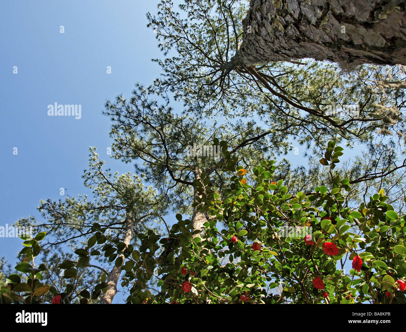 long leaf southern pine tree trees and azalea bush looking from the ground straight up to blue sky plus bark Stock Photo