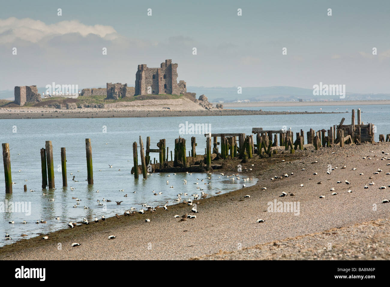 Eider Ducks on the beach at Walney Island with Peil Castle in the background Barrow in Furness Cumbria Uk Stock Photo