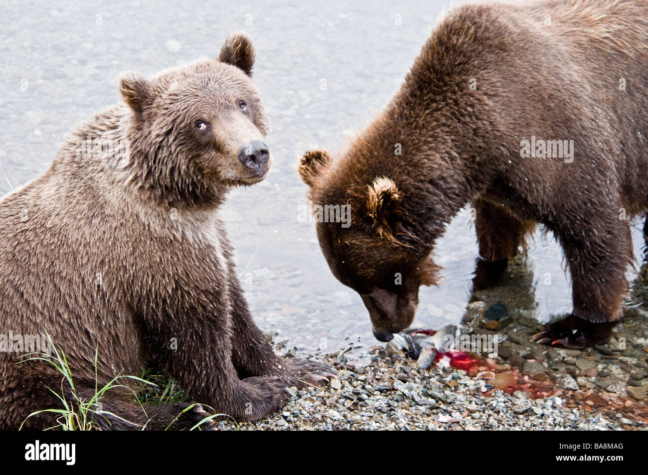 Grizzly Bear cubs eating salmon, Ursus arctos horriblis, Brooks River, Katmai National Park, Alaska, USA Stock Photo