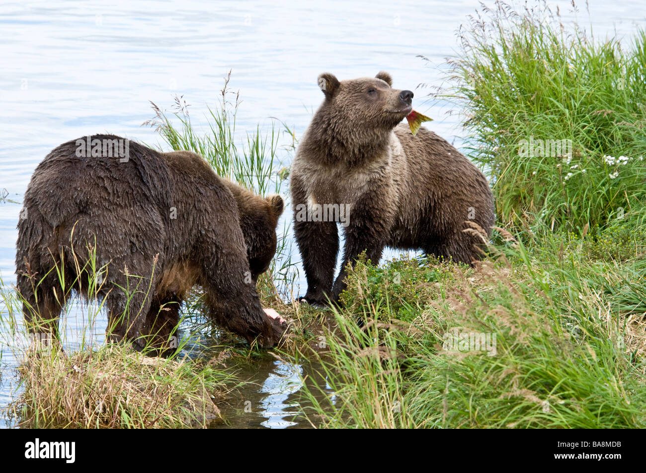 Grizzly Bear cubs catching and swallowing salmon, Ursus arctos horriblis, Brooks River, Katmai National Park, Alaska, USA Stock Photo