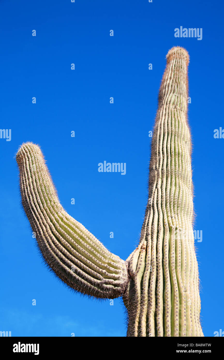 Saguaro cactus Stock Photo