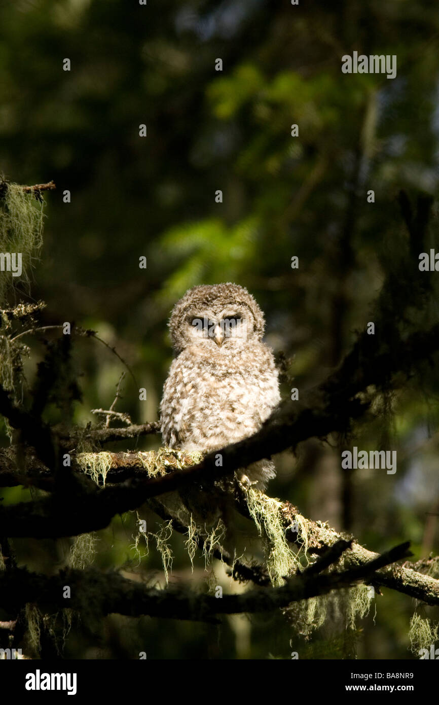 Juvenile Barred Owl - Federation Forest State Park, Washington Stock Photo