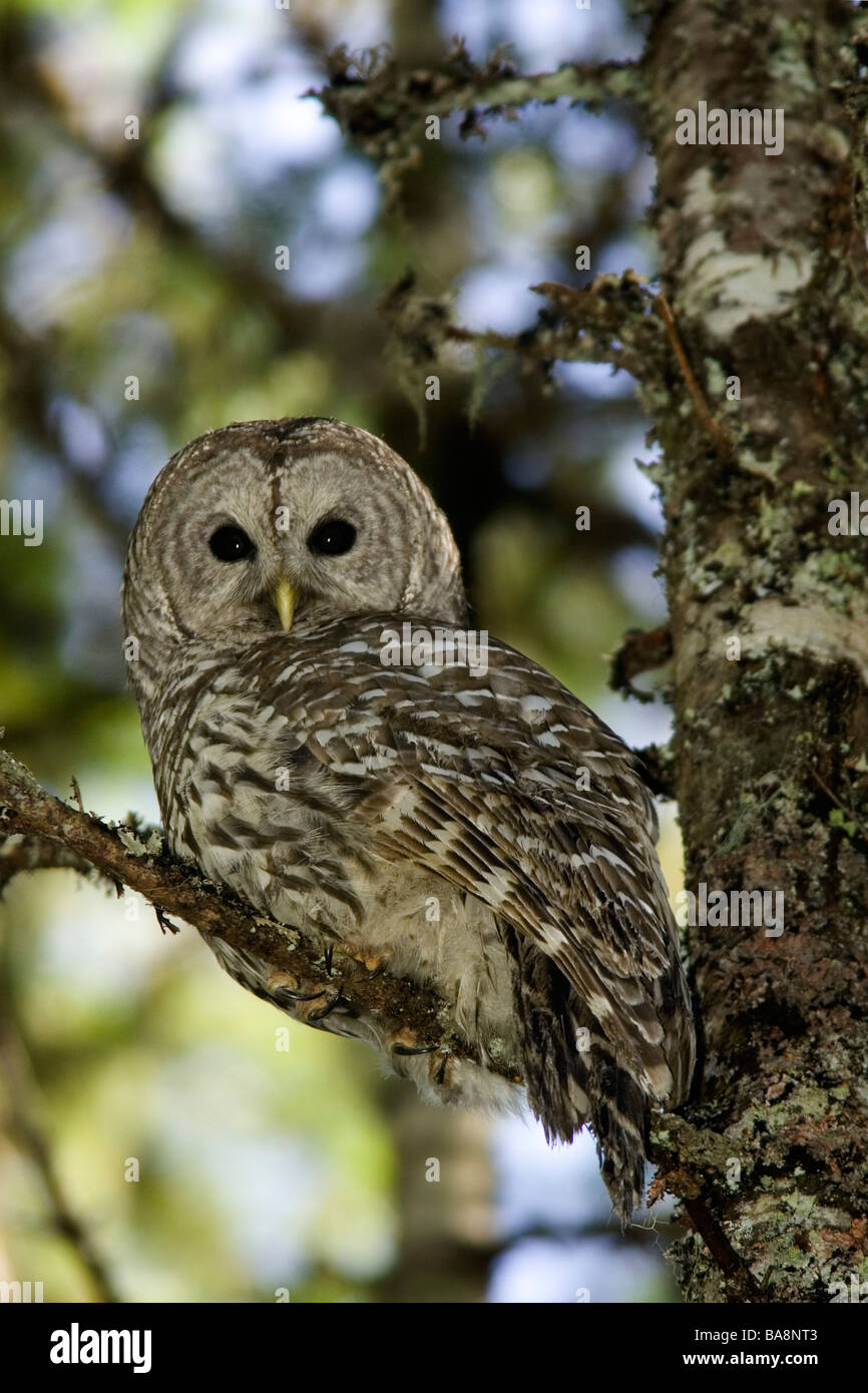 Barred Owl - Federation Forest State Park, Washington Stock Photo