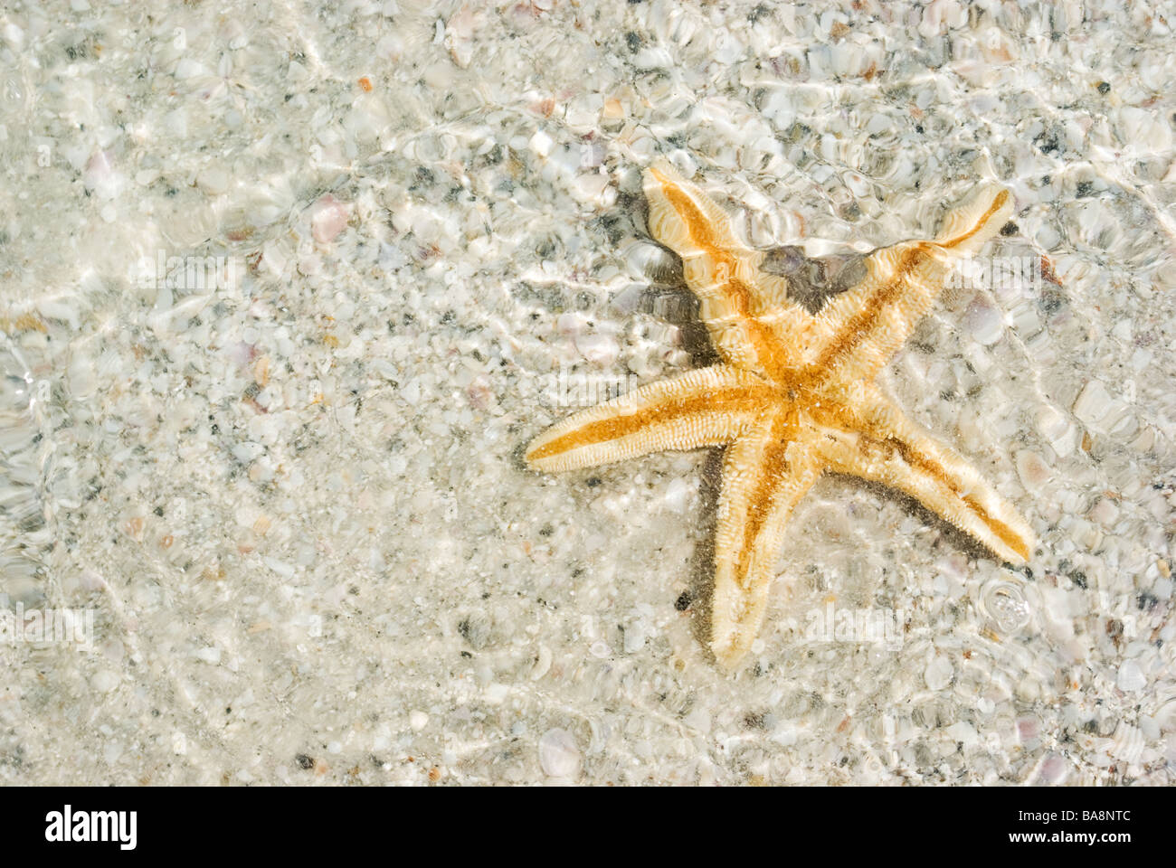 Starfish on sandy beach Stock Photo