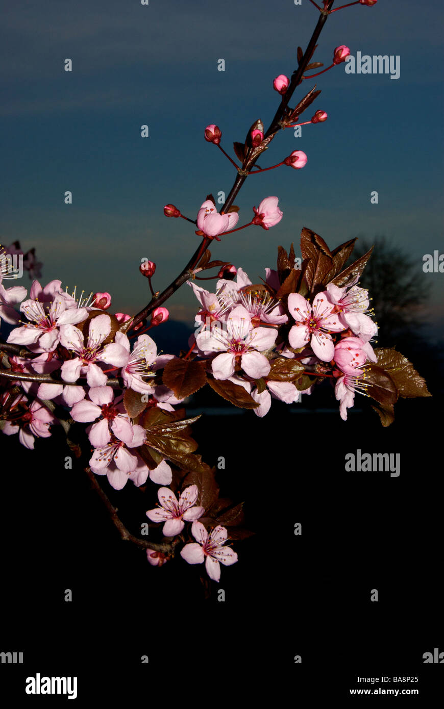 Sunset cherry blossoms hi-res stock photography and images - Alamy
